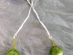 Mainan Viral Lato-Lato Dilarang Dibawa Kesekolah, Bupati Sukabumi: Akan Kami Cek