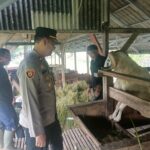 Pastikan Sehat,Kapolsek Cisaat Cek Hewan Qurban