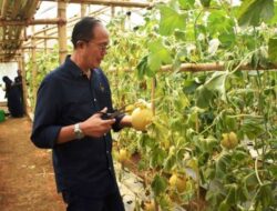 Ayep Zaki Buktikan Potensi Budidaya Melon Di Sukabumi