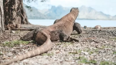 Eksplorasi dan Aktivitas di Pulau Komodo