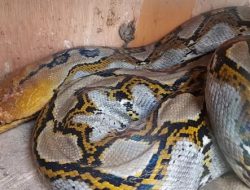 Warga Banjar Gempar, Ular Sanca Raksasa Ditemukan di Kandang Ayam