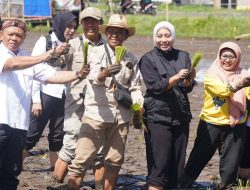 Garut Perkuat Ketahanan Pangan Lewat Gerakan Tanam Padi Serentak