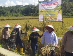 Panen Raya Padi Kota Banjar Tembus 87% dari Target, Petani dan Pemerintah Antusias