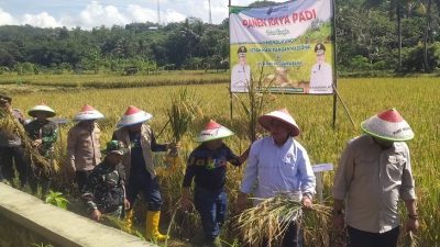 Panen Raya Padi Kota Banjar Tembus 87% dari Target, Petani dan Pemerintah Antusias