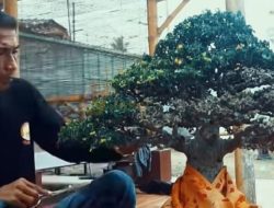 Nana Suryana, Sosok Sentral di Balik Kemajuan Seni Bonsai Kota Banjar