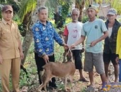 Desa Kujangsari Dorong Ketahanan Pangan Lewat Program Inovatif Pemeliharaan Kambing dan Eduwisata