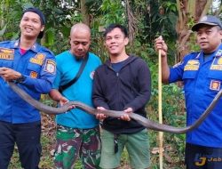 Bikin Geger Warga, Ular King Cobra Sepanjang 2,5 Meter Ditangkap Petugas Damkar Banjar