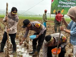 Dukung Ketahanan Pangan Nasional, Polres Banjar Tanam Jagung di Lahan Tidur