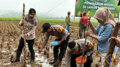 Dukung Ketahanan Pangan Nasional, Polres Banjar Tanam Jagung di Lahan Tidur