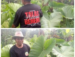 Talas Beneng Menjadi Secercah Harapan Suhartono Seorang Petani Desa Pasir Jaya