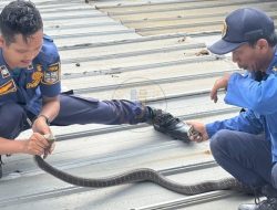 King Cobra 2,5 Meter Gegerkan Toko Sumber Baja, Damkar Banjar Turun Tangan