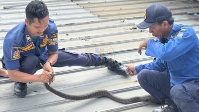 King Cobra 2,5 Meter Gegerkan Toko Sumber Baja, Damkar Banjar Turun Tangan