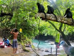 Citumang, Primadona Wisata Pangandaran dengan Pesona Sungai Hijau dan Hutan Jati