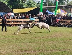 Tradisi dan Ketangkasan Domba Garut Semarakkan HUT Ke-3 Kodim 0625 Pangandaran 