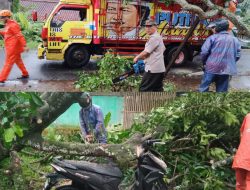 Hujan Angin Terjang Banjar, Dua Pohon Tumbang Timpa Truk dan Motor
