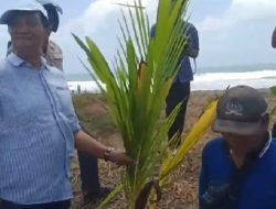 Reboisasi Pesisir Diperkuat, SPP Tanam Ribuan Kelapa di Pantai Pangandaran