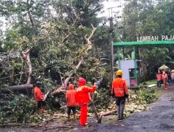 Hujan Deras dan Angin Kencang, Pohon Tumbang Timpa Warung di Banjar