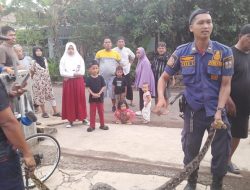 Bikin Merinding! Ular Python Besar Mangsa Ayam di Permukiman Warga Banjar