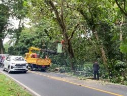 Dishub Pangandaran Benahi Jalur Emplak, Ranting Pohon yang Halangi PJU Dipangkas