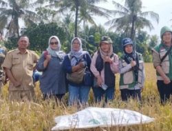 Benih Lokal Siap Tebar, DKP3 Kota Banjar Pastikan Kebutuhan Petani Terpenuhi