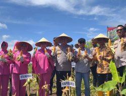 Polres Pangandaran Gelar Panen Raya Jagung Serentak Kuartal IV