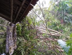 Hujan Deras dan Angin Kencang, Sejumlah Pohon Tumbang di Kecamatan Banjar
