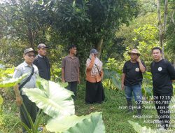 Talas Beneng, Penopang Harapan Kedepan Ekonomi Kelompok Tani Jaya