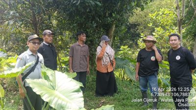 Talas Beneng, Penopang Harapan Kedepan Ekonomi Kelompok Tani Jaya