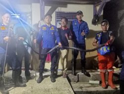 Ular King Cobra 2 Meter Gegerkan Warga, Respons Cepat Damkar Banjar Jadi Kunci Penanganan