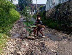 Aksi Protes Warga Sukabumi, Tanam Pohon di Jalan Rusak Yang Sebabkan Kecelakaan