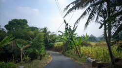 Nyaris Roboh ke Jalan, Tiga Tiang Internet Ancam Nyawa Pengendara di Nagrak